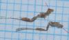 Caloptilia elongella